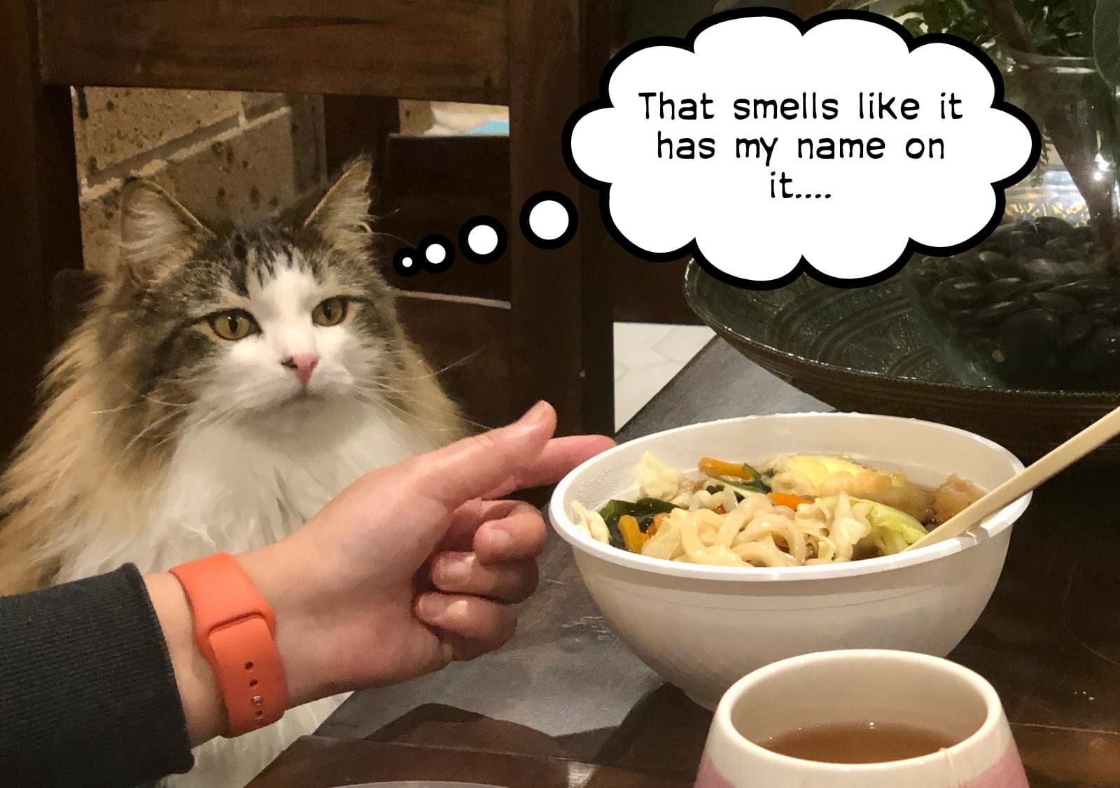 hungry cat
