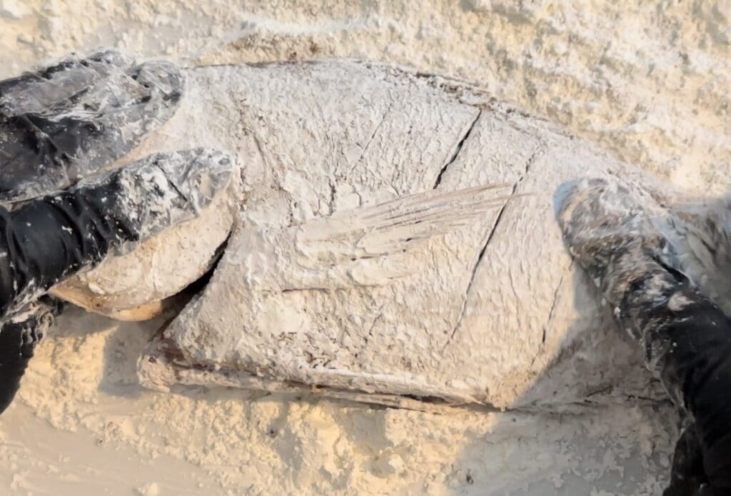 Salt and Pepper Fish